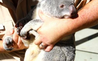 Fantastic Attractions on the Gold Coast
