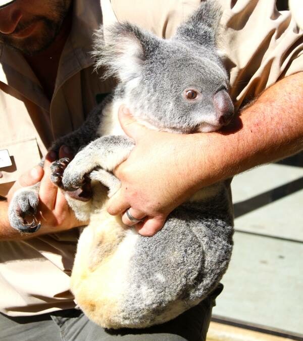 National Trust Currumbin Wildlife Sanctuary