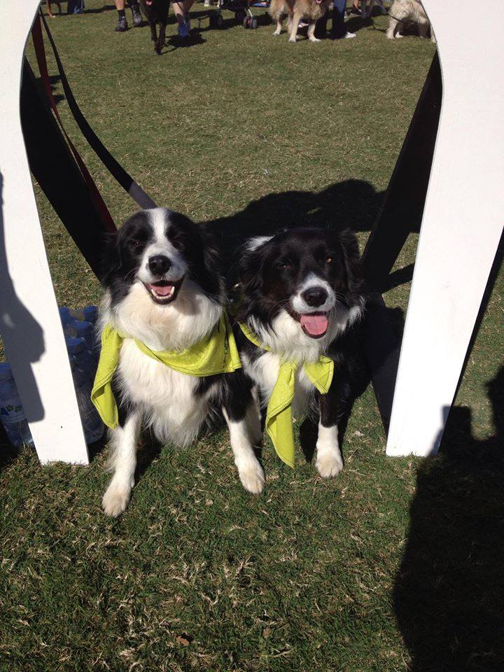 Rspca Million Paws Walk