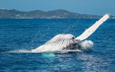 Best Accommodation for Whale Watching on the Gold Coast