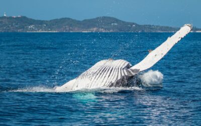 Make the Most of the School Holiday and Whale-Watching Season with Victoria Square Apartments