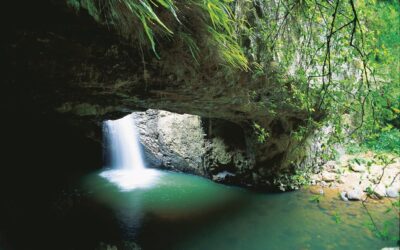 5 Unforgettable Things to Do in the Gold Coast Hinterland This Spring