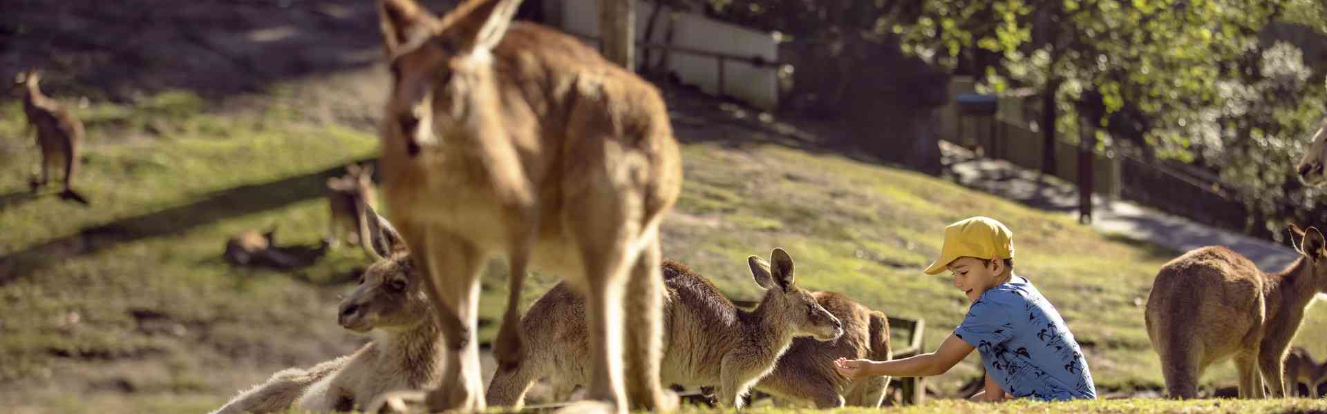 spring-school-holidays-family-plan Currumbin Wildlife Sanctuary, a spring school holidays day trip from Victoria Square Apartments Gold Coast